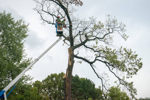 Tree Removal for Businesses in Frazeysburg, OH